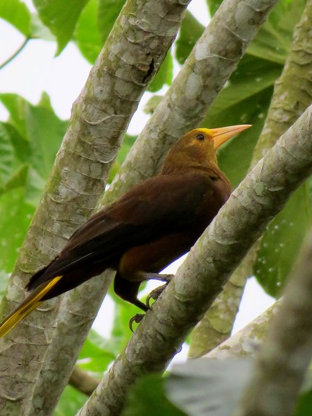 bolivia bird oriole