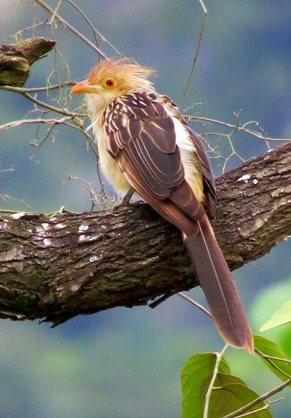 bolivia bird