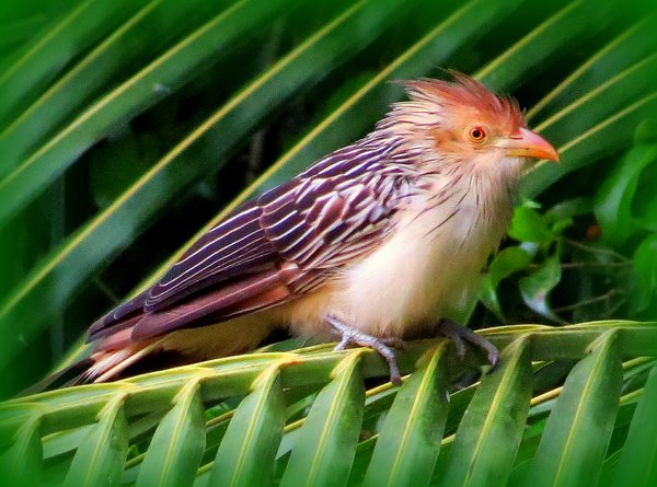 bolivia bird