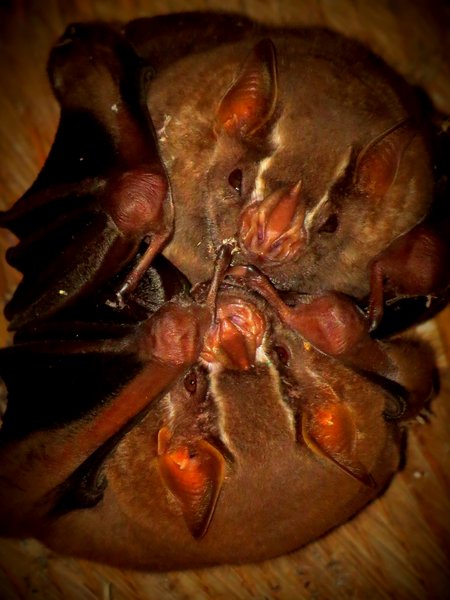 bat