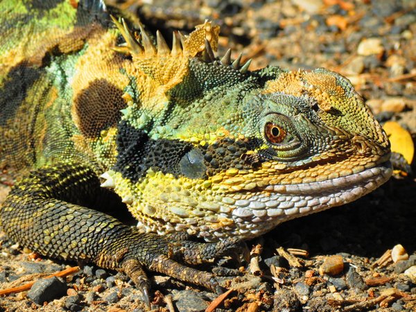 iguana lizard