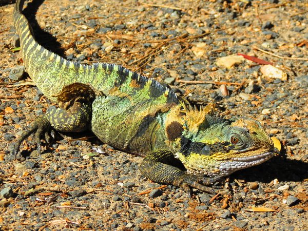 iguana lizard