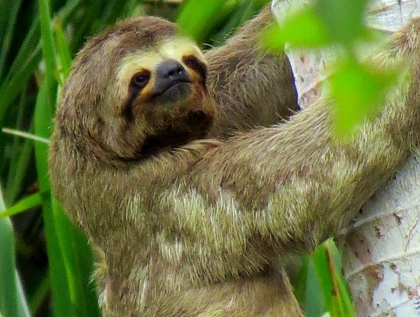 sloth