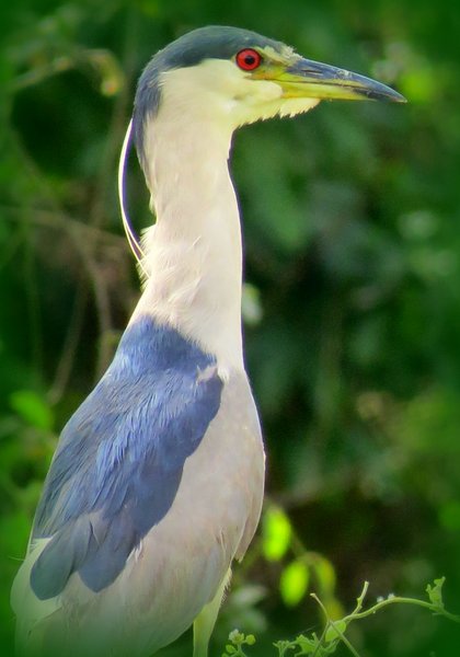 night heron