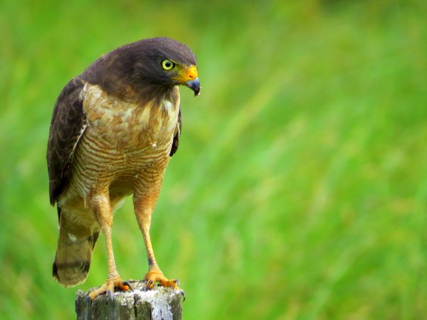 bolivia hawk