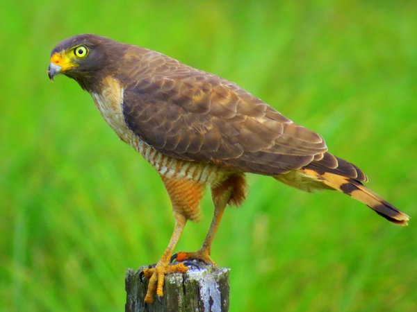 hawk bolivia