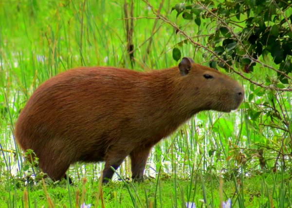 capybara