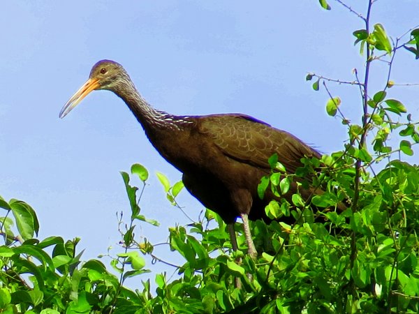 limpkin
