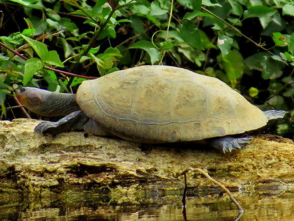 turtle