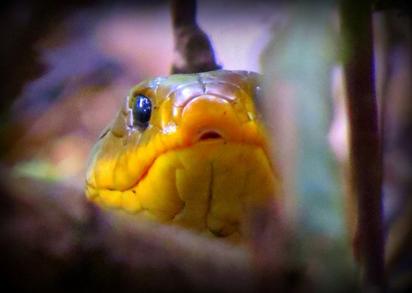 snake