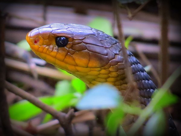 snake