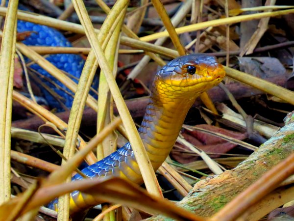 snake