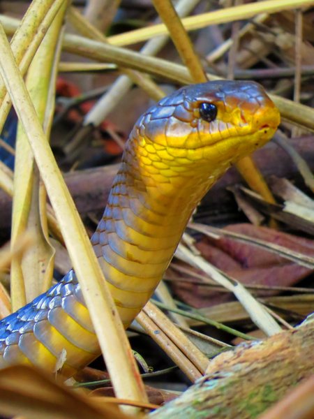 snake