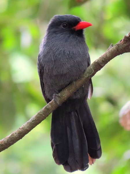 bolivia bird