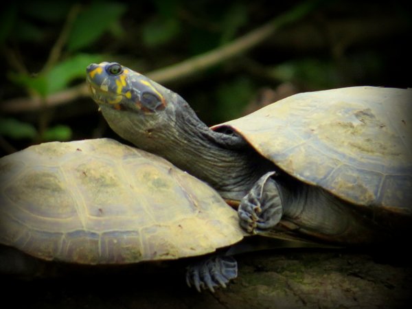 turtle