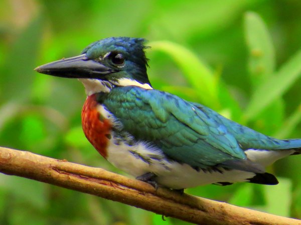kingfisher bolivia