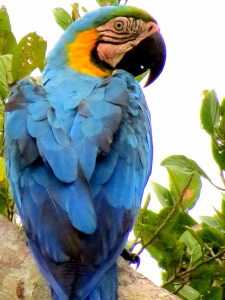 macaw