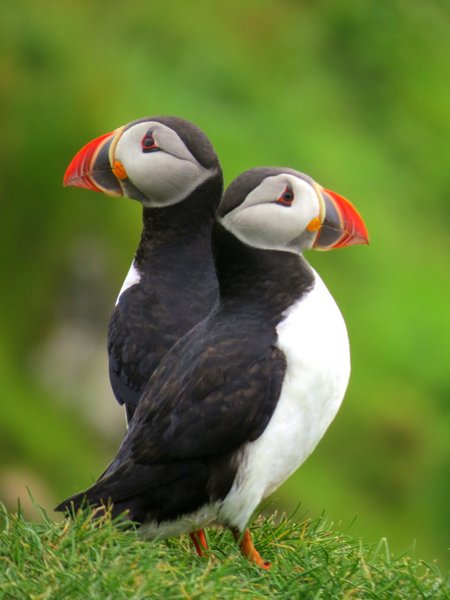 puffin