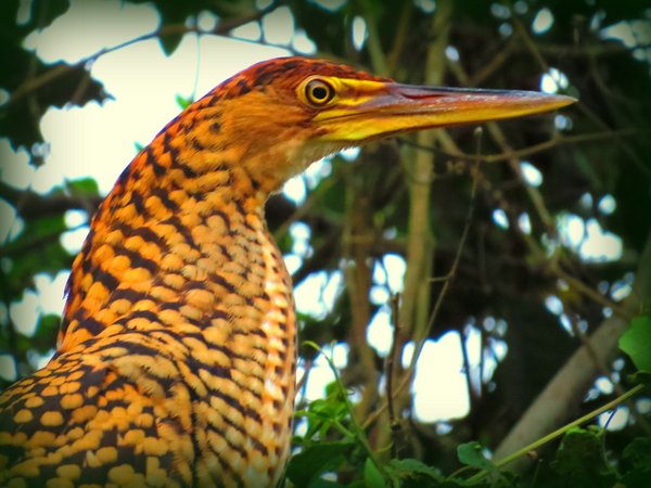 heron bolivia
