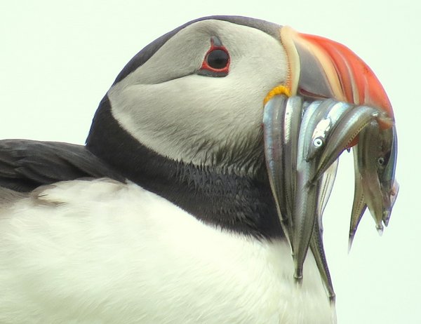 puffin