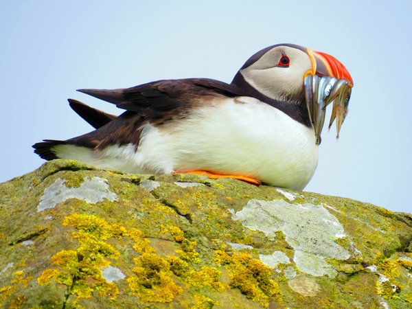 puffin