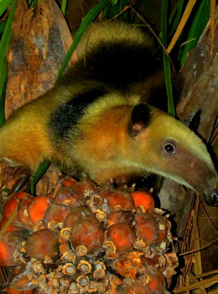 tamandua