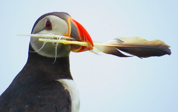 puffin