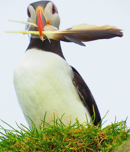 puffin