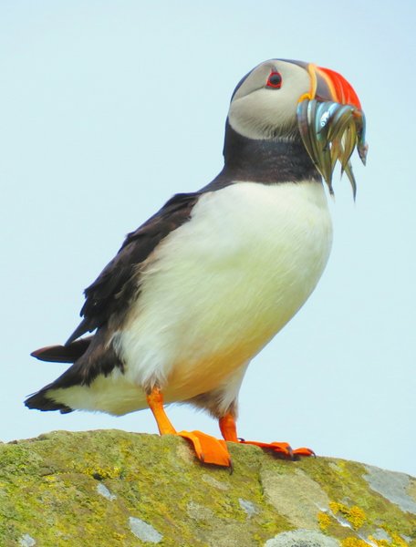 puffin