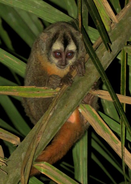 monkey