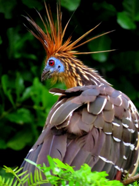 hoatzin
