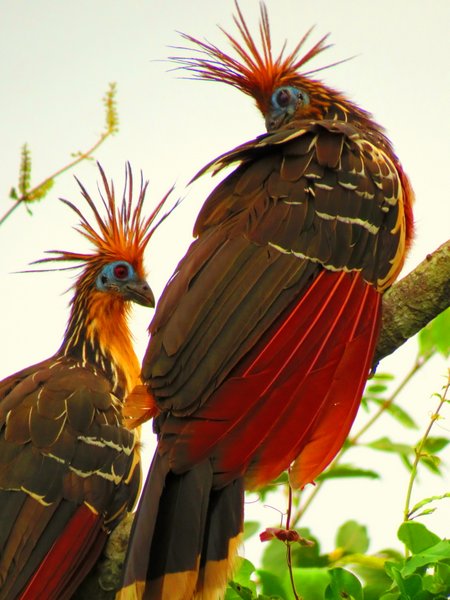hoatzin