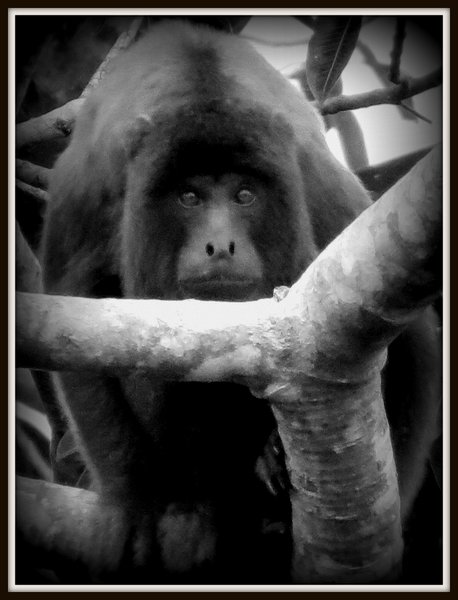 monkey