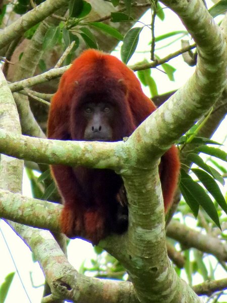 monkey