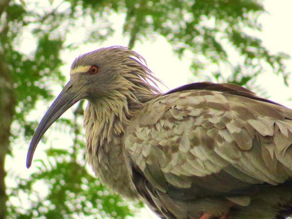 bolivia ibis