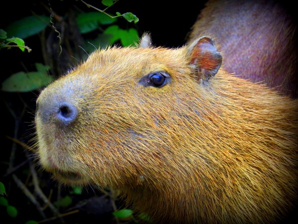 capybara