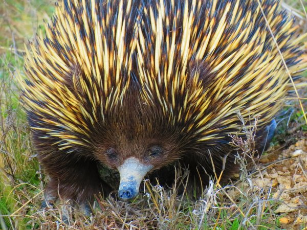 echidna