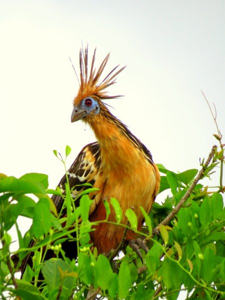 hoatzin