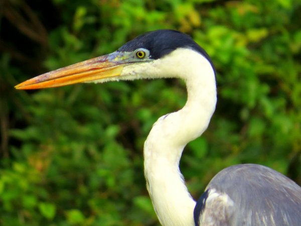 heron bolivia