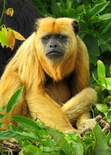 monkey