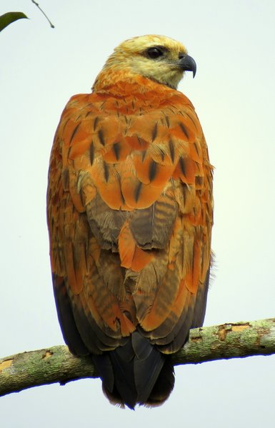 bolivia hawk
