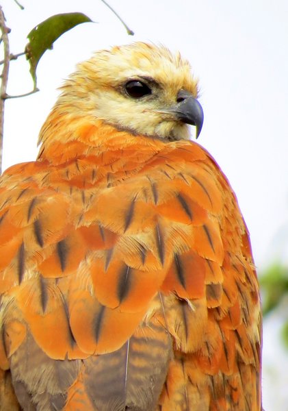 hawk bolivia