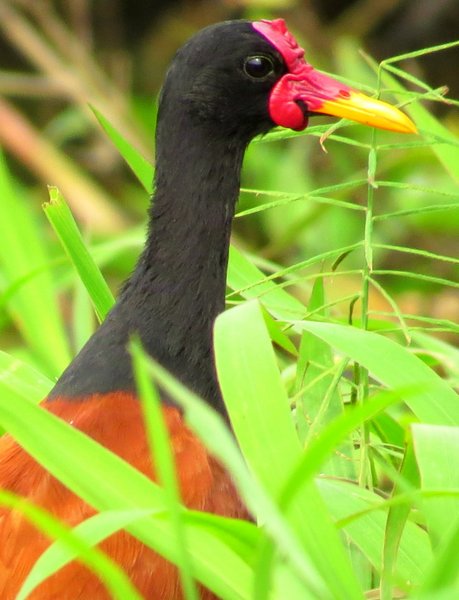 water bird bolivia