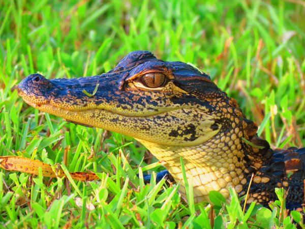 alligator