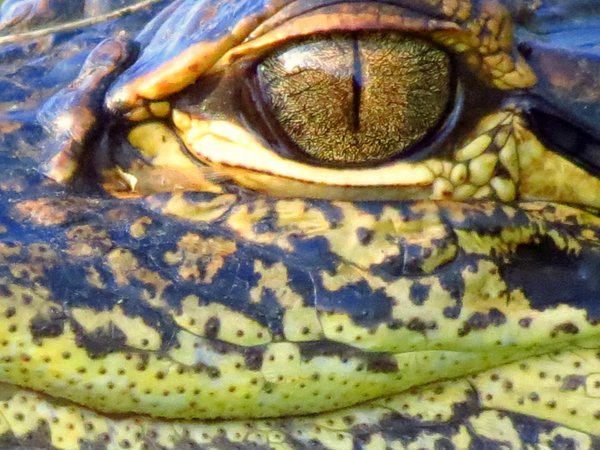 alligator