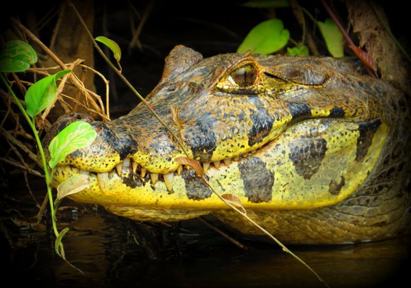 caiman