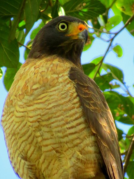 hawk bolivia