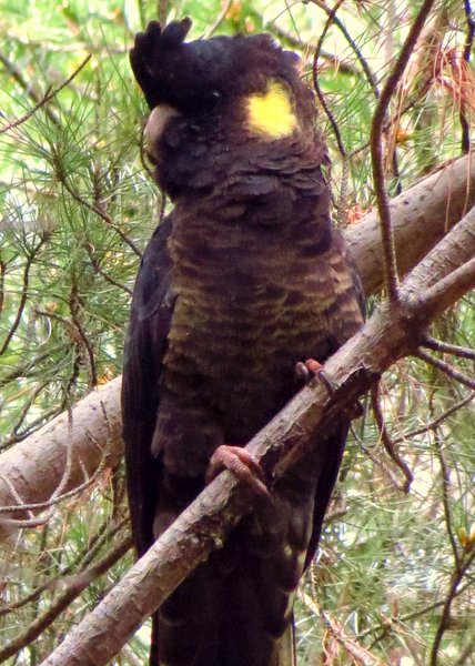cockatoo