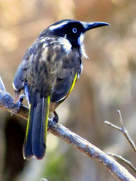 honeyeater