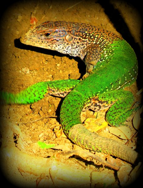 lizard